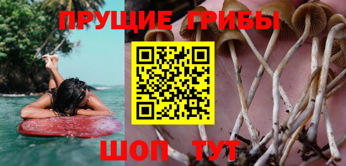 Городец  Псилоцибиновые грибы прущие грибы  Вход с VPN 